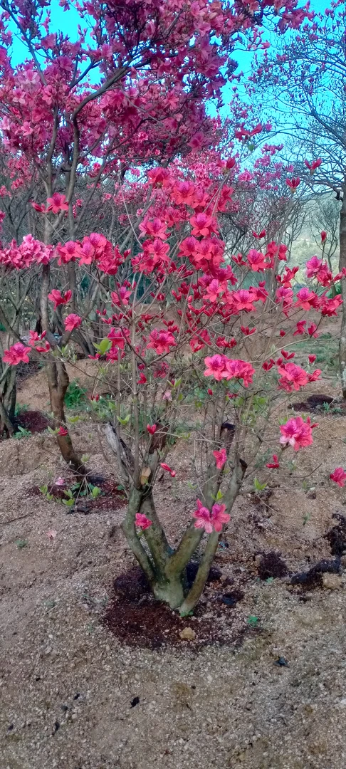 大别山先花后叶映山红
