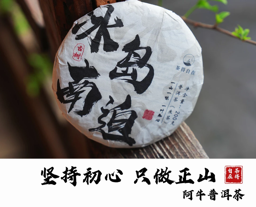 【南迫老寨核心地块】冰岛南迫 2023年 秋茶 古树