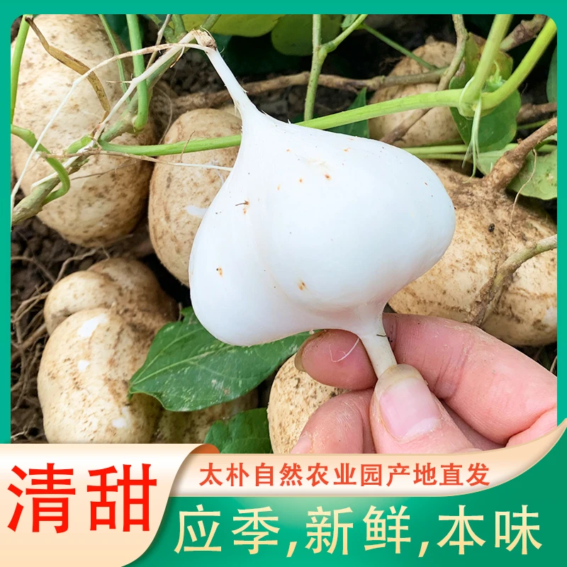 新鲜凉薯 沙葛 地萝卜 葛薯 应季蔬菜清甜可当水果