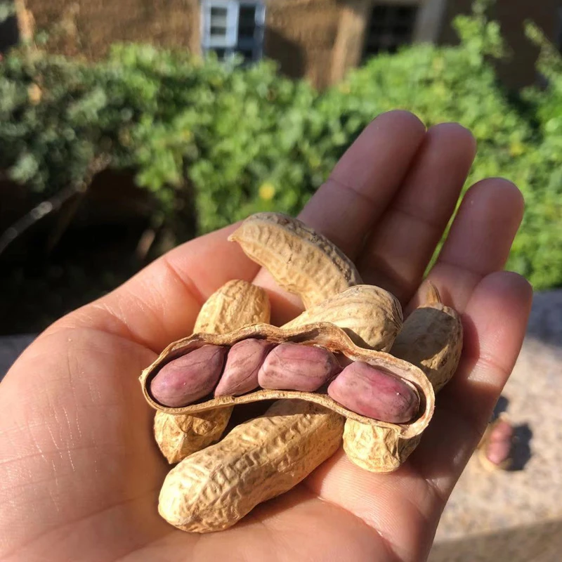 四粒红紫衣湿烤花生福建省龙岩花生零食农家特产经典好吃健康美味