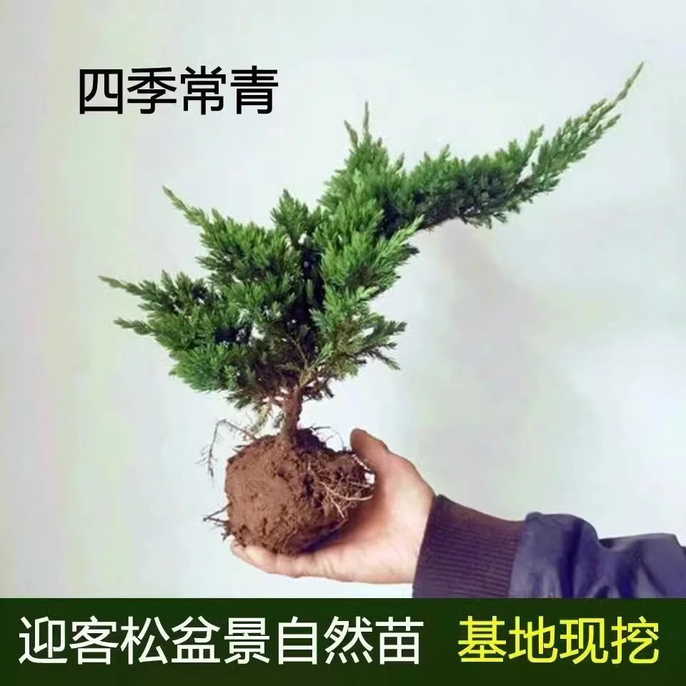 地柏苗四季常青庭院植物铺地柏珍珠柏盆景松柏树室内迎客松盆栽花