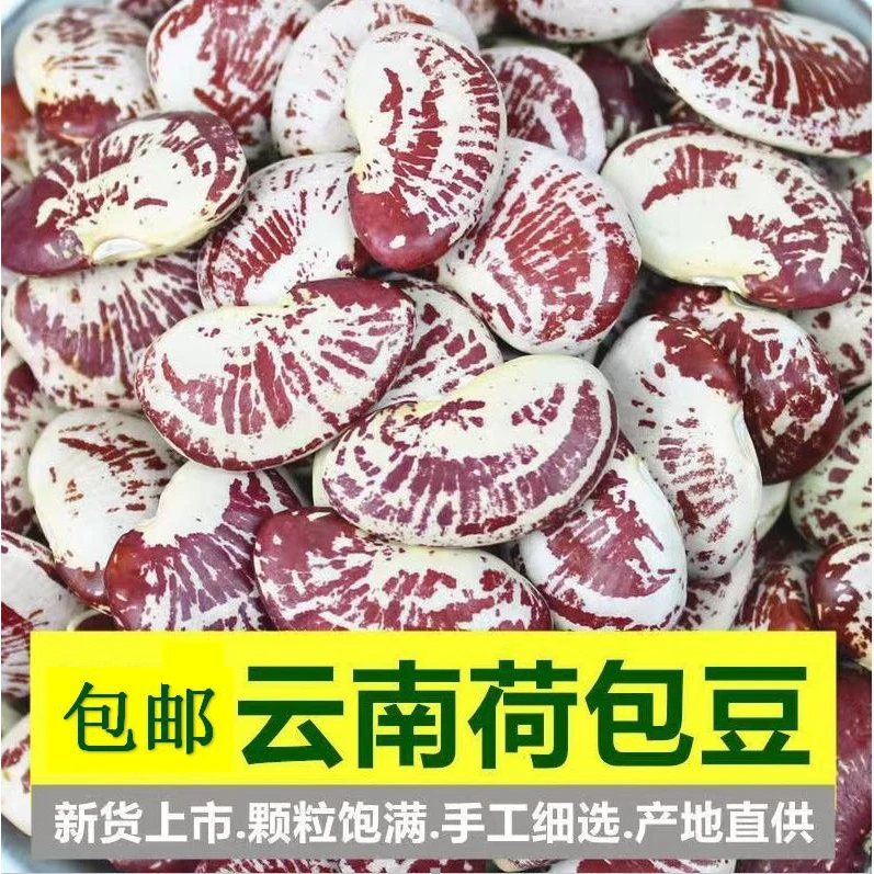 新货 荷包豆 云南农家自产 大圣豆斑马豆 新鲜 饱满粒大