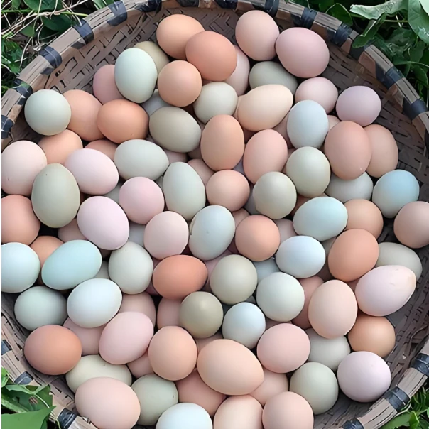 农家散养土鸡蛋30枚蛋托装