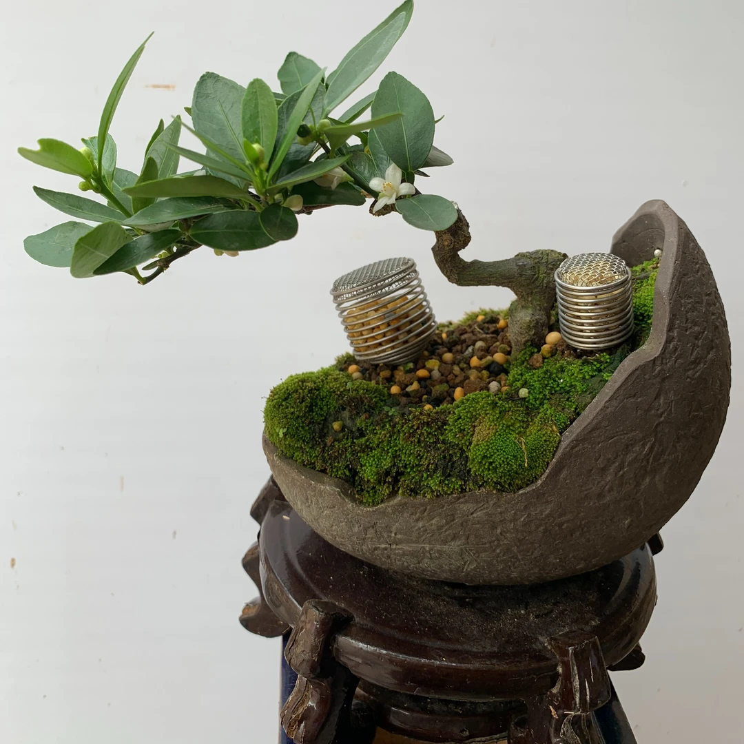 文人乐事园艺专用肥盒小号带盖子40个