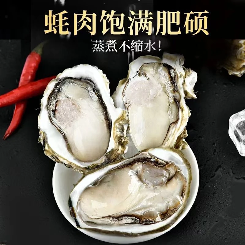 【湛江正宗生蚝5斤】新鲜牡蛎鲜活带壳海蛎子活生蚝海鲜水产刺身
