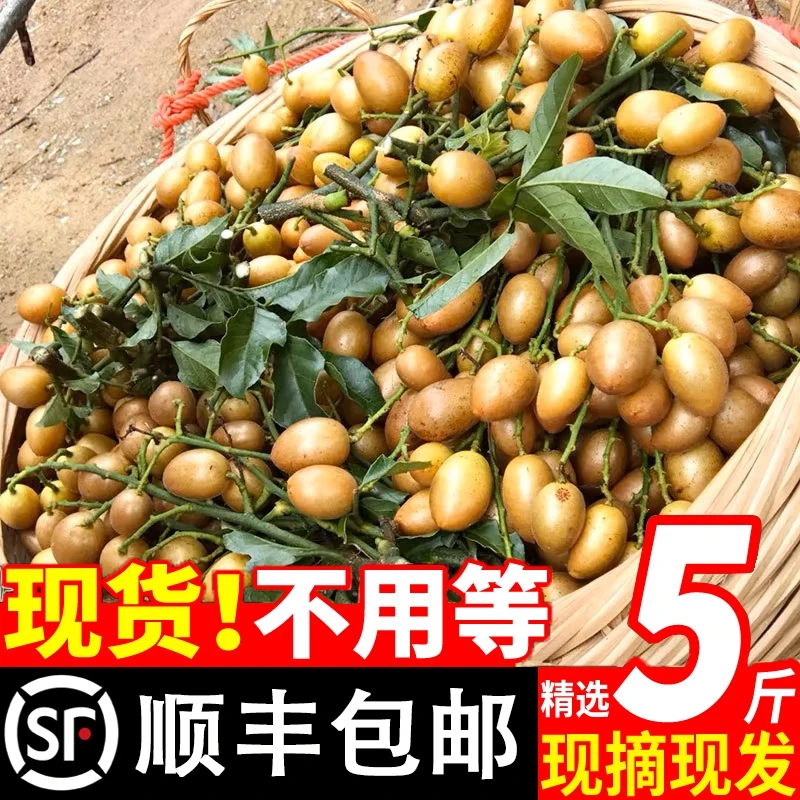 新鲜鸡心冰糖黄皮酸甜爆汁现货福建黄皮孕妇零食水果顺丰包邮