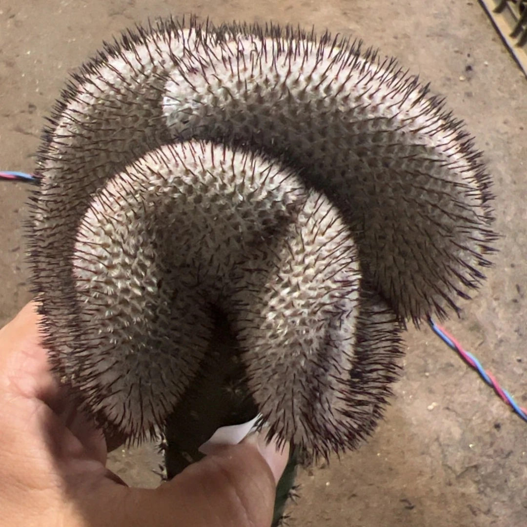 直刺佩雷缀化仙人球471