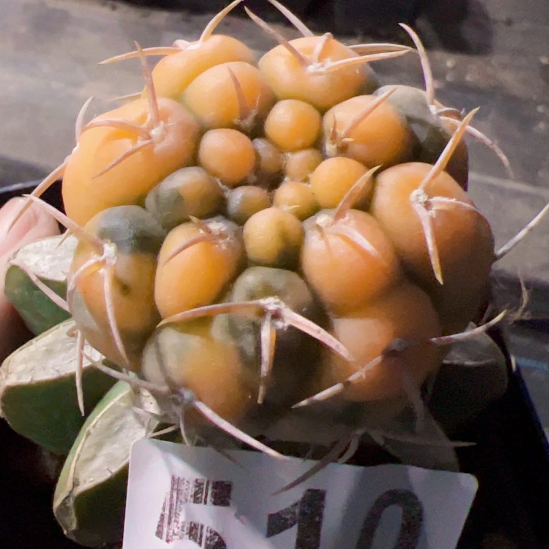 守殿玉锦仙人球510