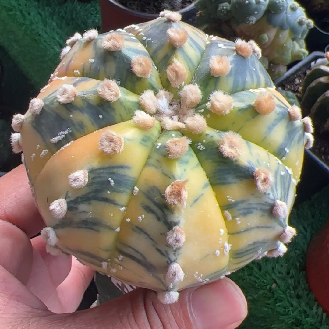 虎皮兜锦仙人球904