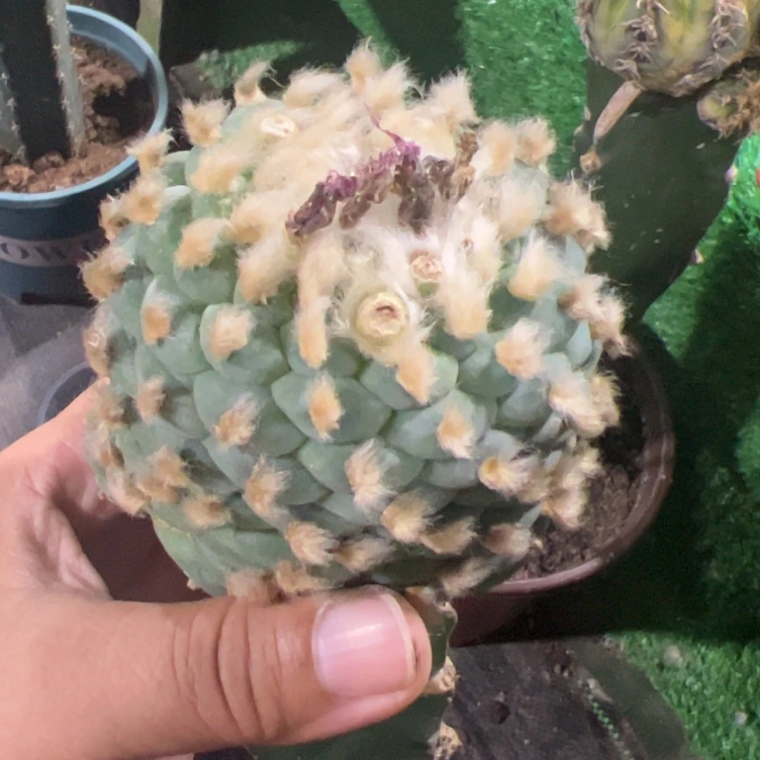 长毛密尤仙仙人球476