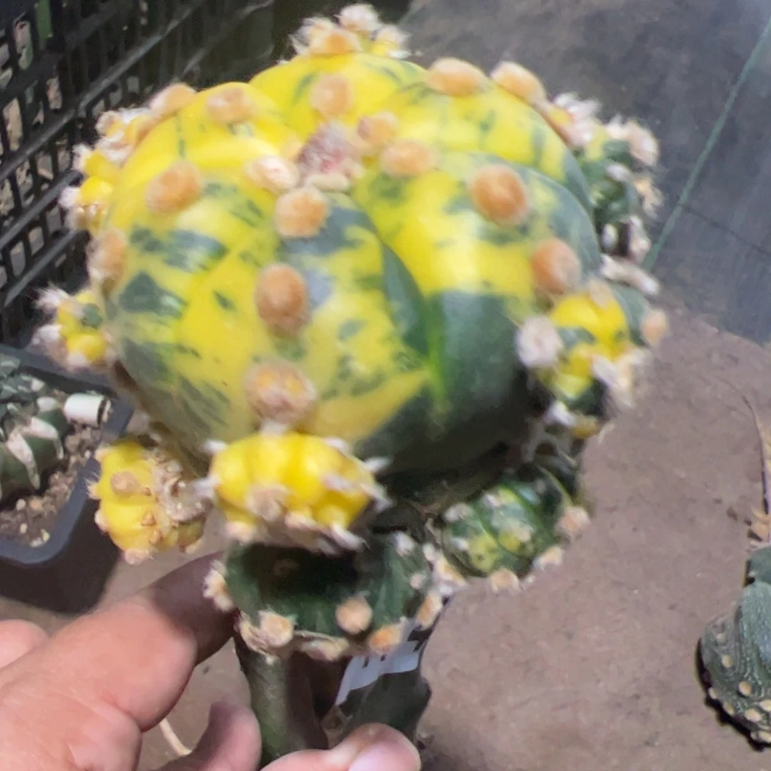兜锦群仙人球474