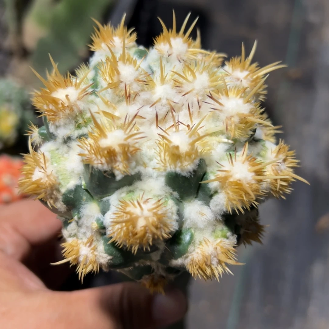 刺缀象牙仙人球448