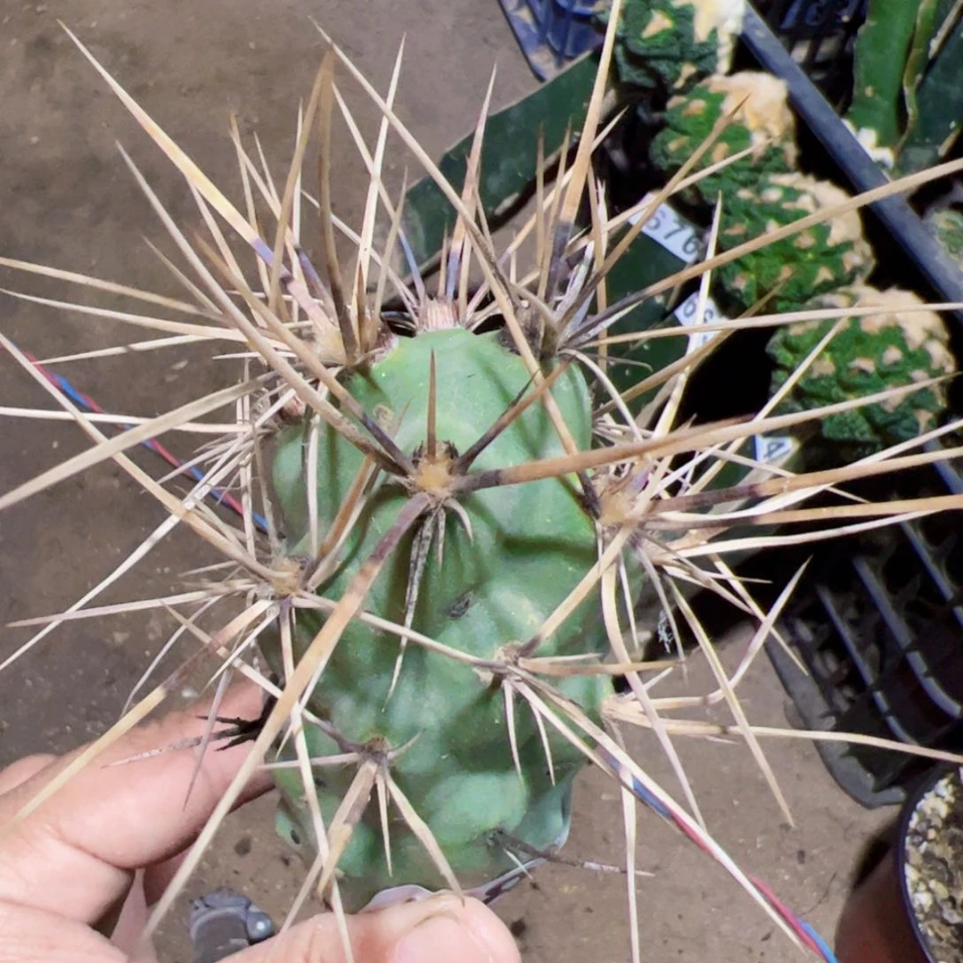 落地狂刺巨型习仙人球689