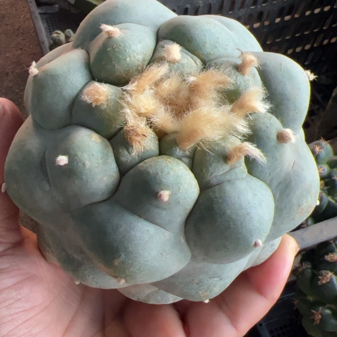 大尤仙微瑕疵900仙人球