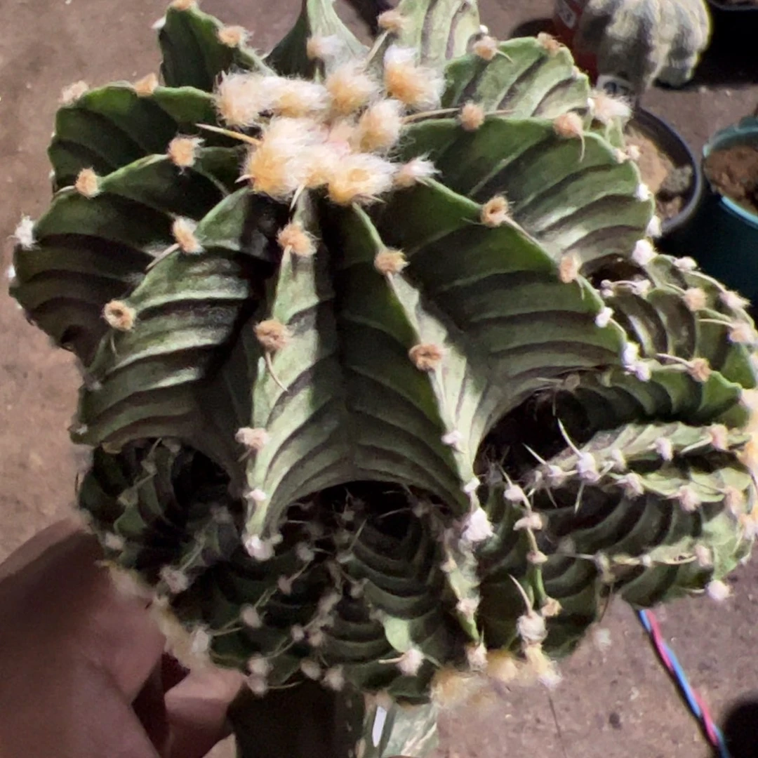肋骨牡丹仙人球246
