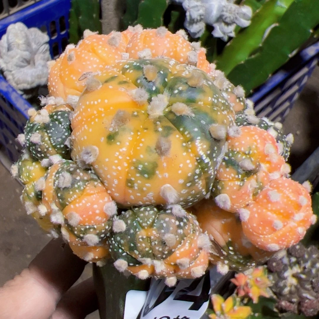 兜锦群仙人球004