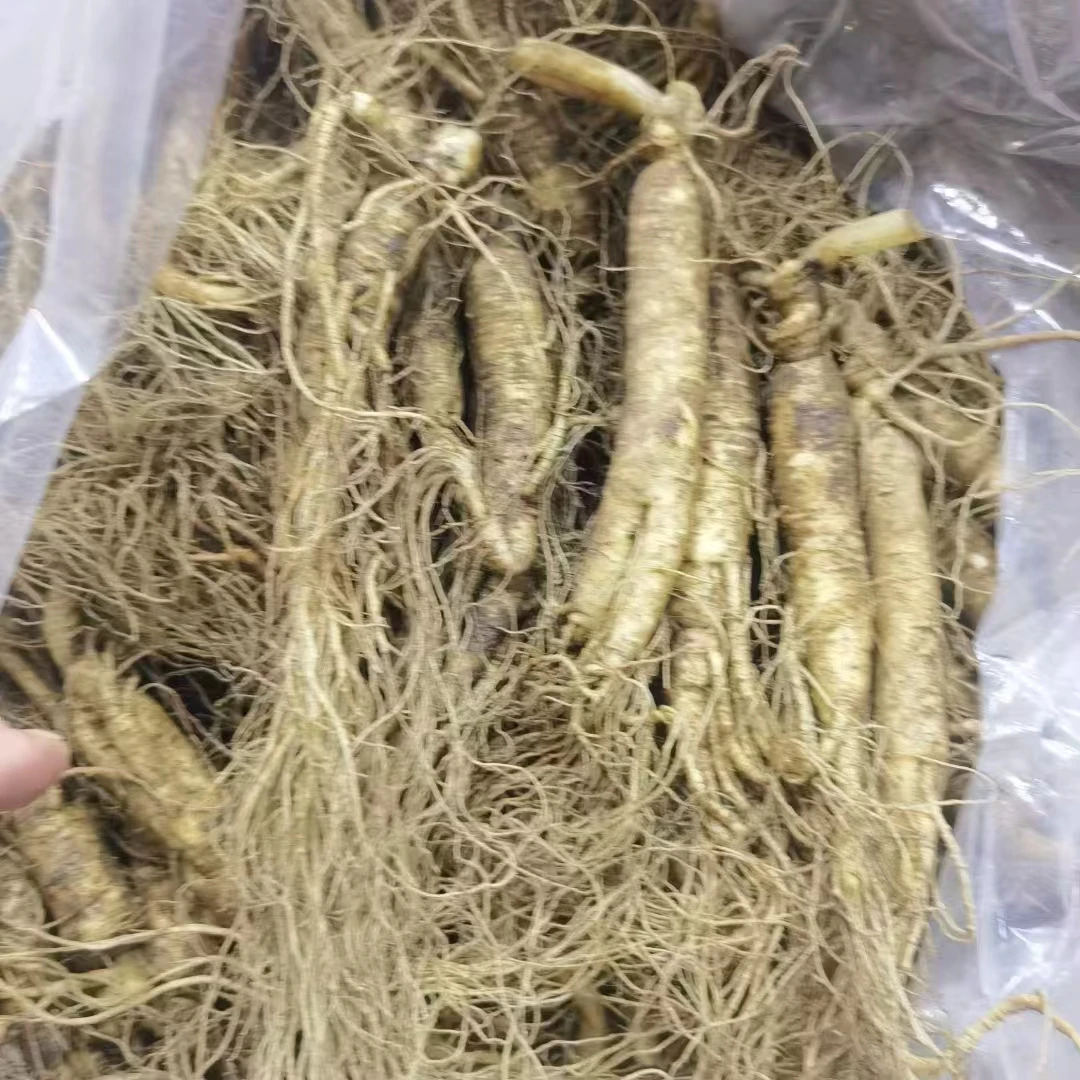 长白山鲜挖整株人参一斤13-16头