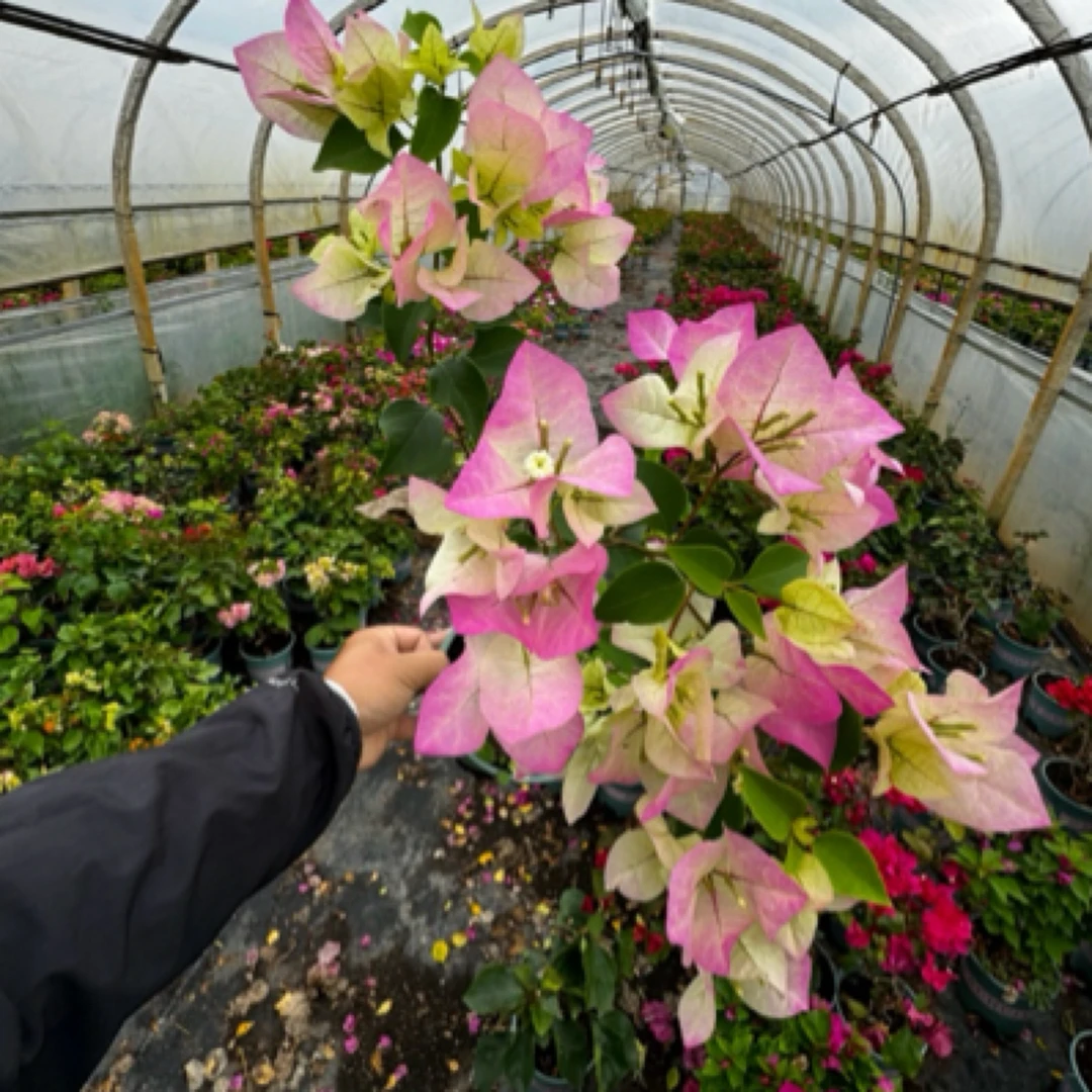 0.5加轮盆(绿樱）彩色三角梅在发货途中容易掉花掉叶子，建议者勿拍