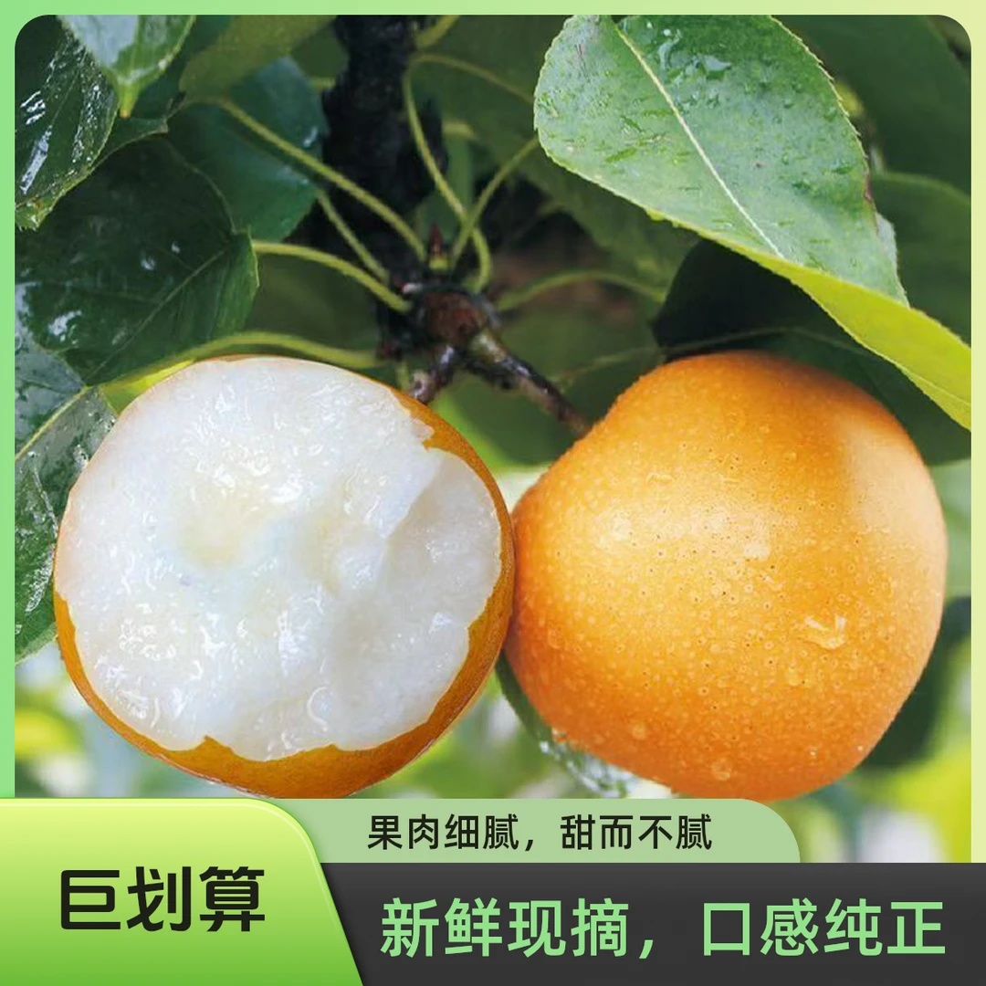 今年正宗秋月梨脆甜无渣细腻甘甜多汁应季水果爆汁源产地现摘现发