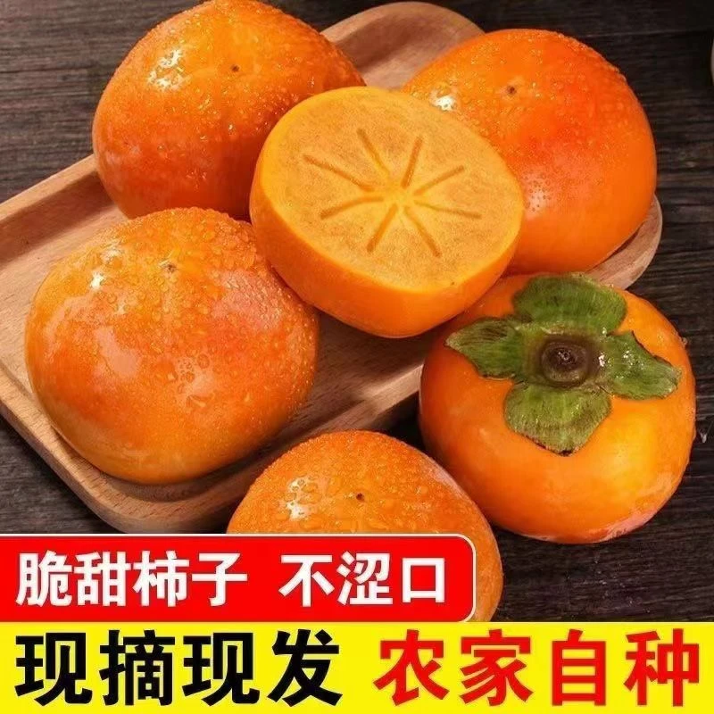 山西阳丰脆柿甜脆柿子巧克力脆柿硬柿新鲜脆甜水果2-4.5-9斤无核