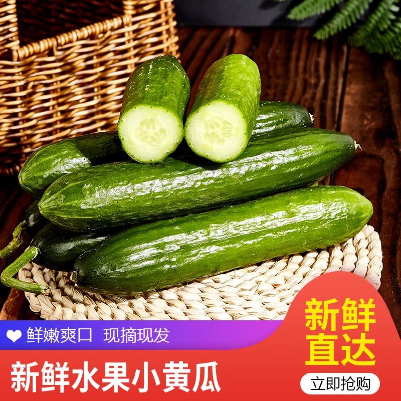 【老马专属】正宗潍坊水果小黄瓜凌晨采摘4.5斤新鲜发货