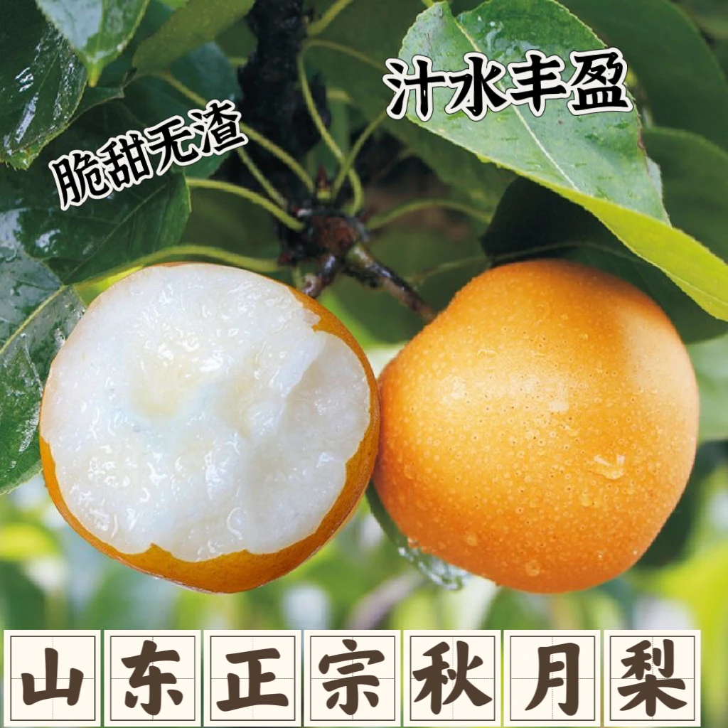 【于甄鲜】正宗山东烟台莱阳秋月梨现现发甘甜无渣汁水丰盈3-5斤