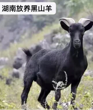 高山黑山羊 半羊 90%腿排每斤直播选肉切块