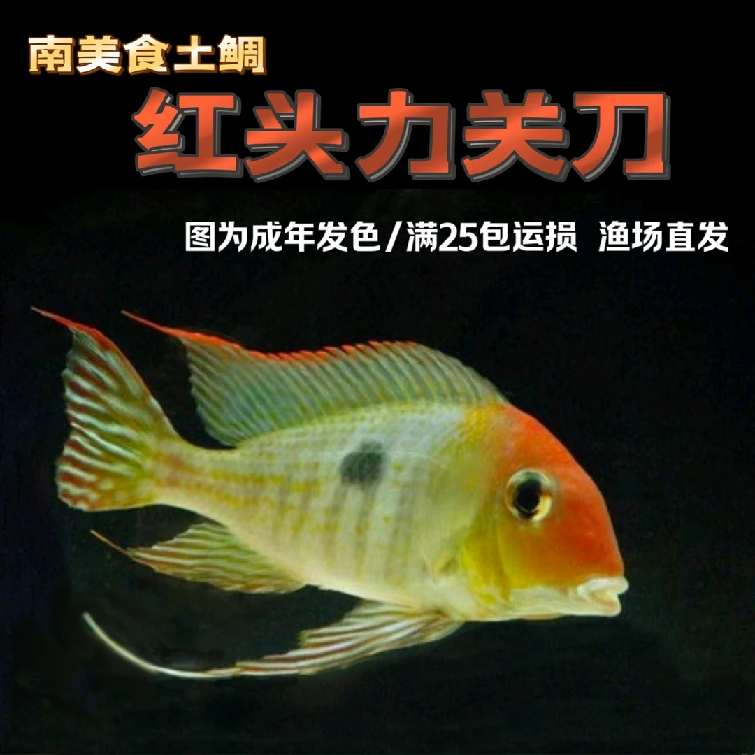 【入门食土鲷】红头力关刀  南美热带鱼