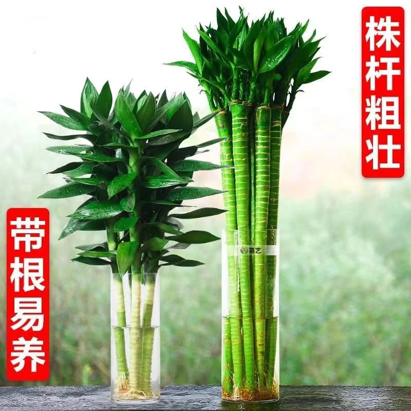 带根观音竹龙竹荷花竹富贵竹水养粗壮植物鲜活客厅招财竹水培绿植