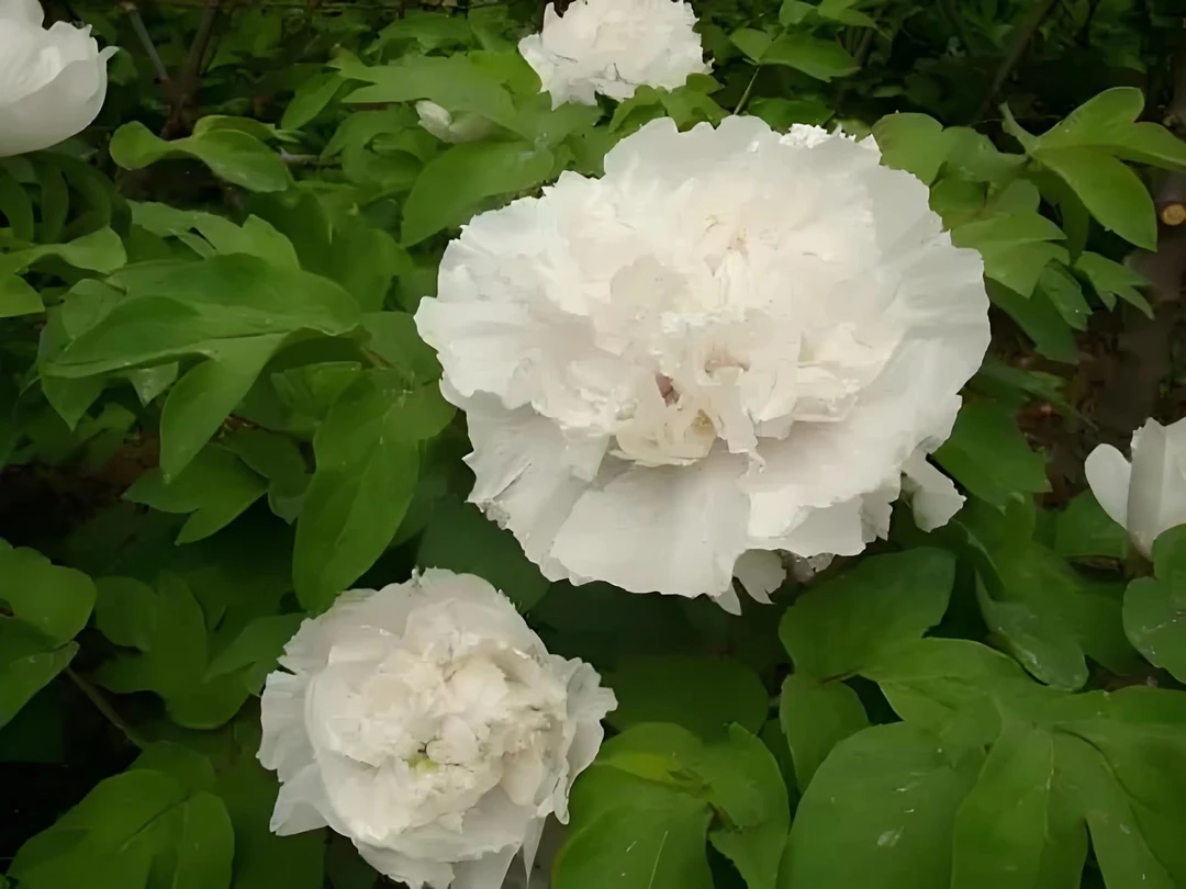 （香玉）牡丹菏泽基地现挖现发牡丹苗盆栽地栽庭院赏花