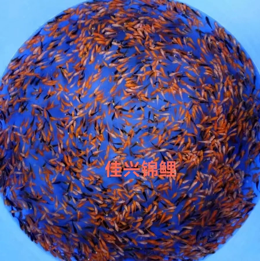 小型鱼苗锦鲤观赏鱼好养
