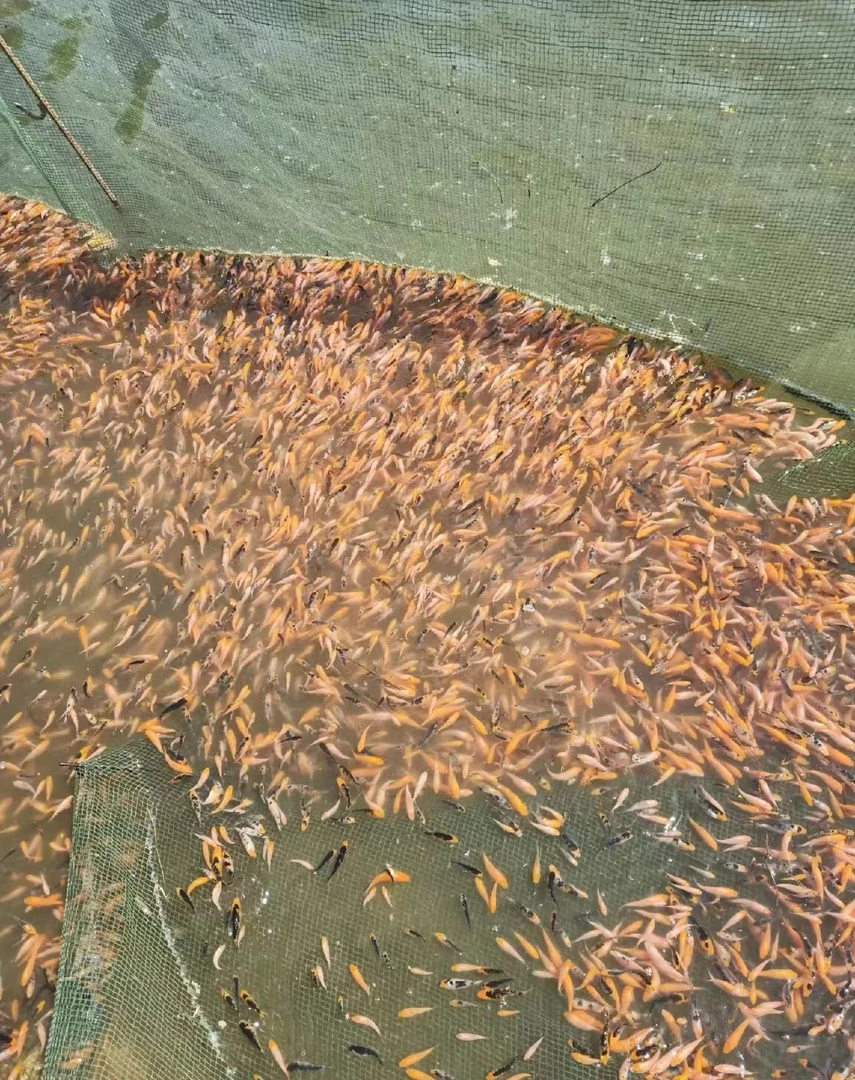 纯种锦鲤苗高端别墅鱼挑选下单备注冷水鱼好养运输包活