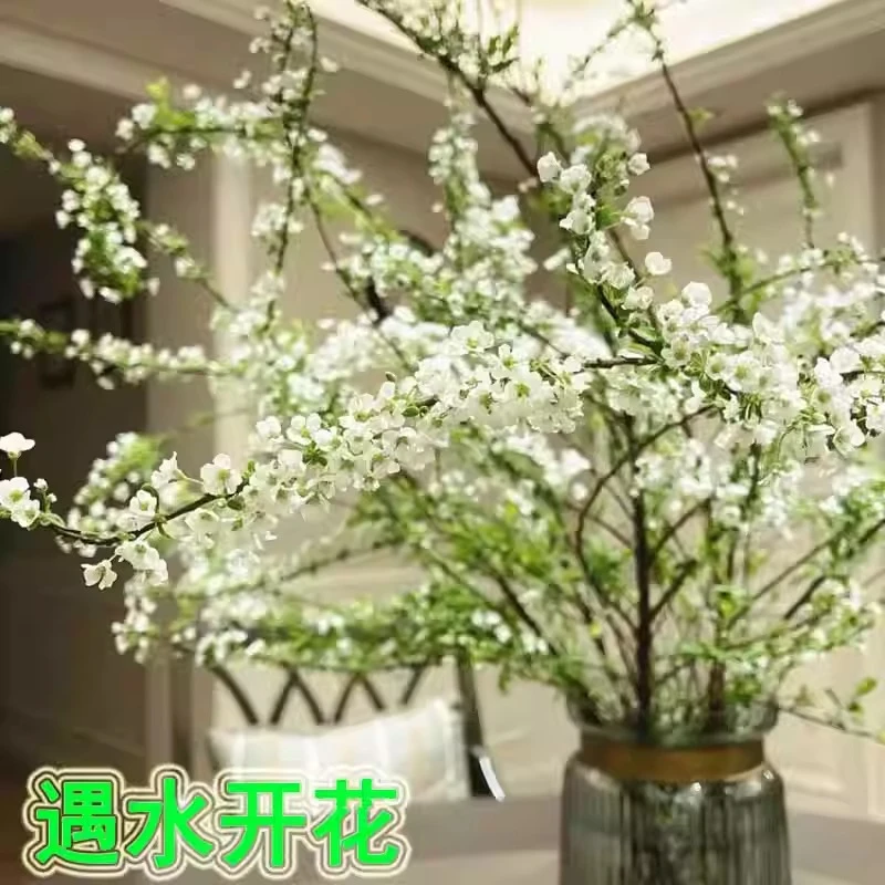 【雪柳】云南基地现切鲜切雪柳干支耐寒遇水开花鲜切花