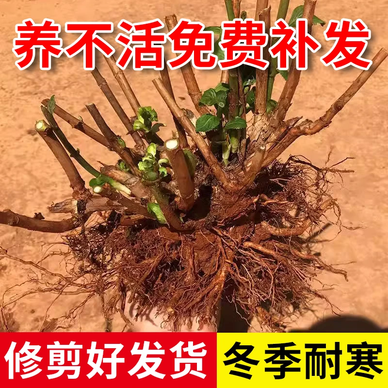 昆明直发绣球花老桩多年生无尽夏四季开花室内阳台盆栽植物花卉