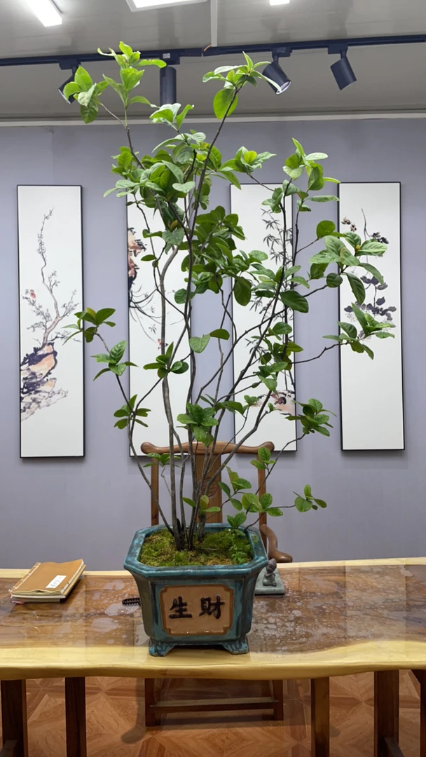 海岛龙船花 （老桩）