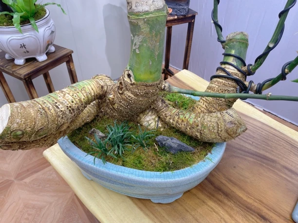 小叶簕竹 怪桩扬帆起航造型盆景