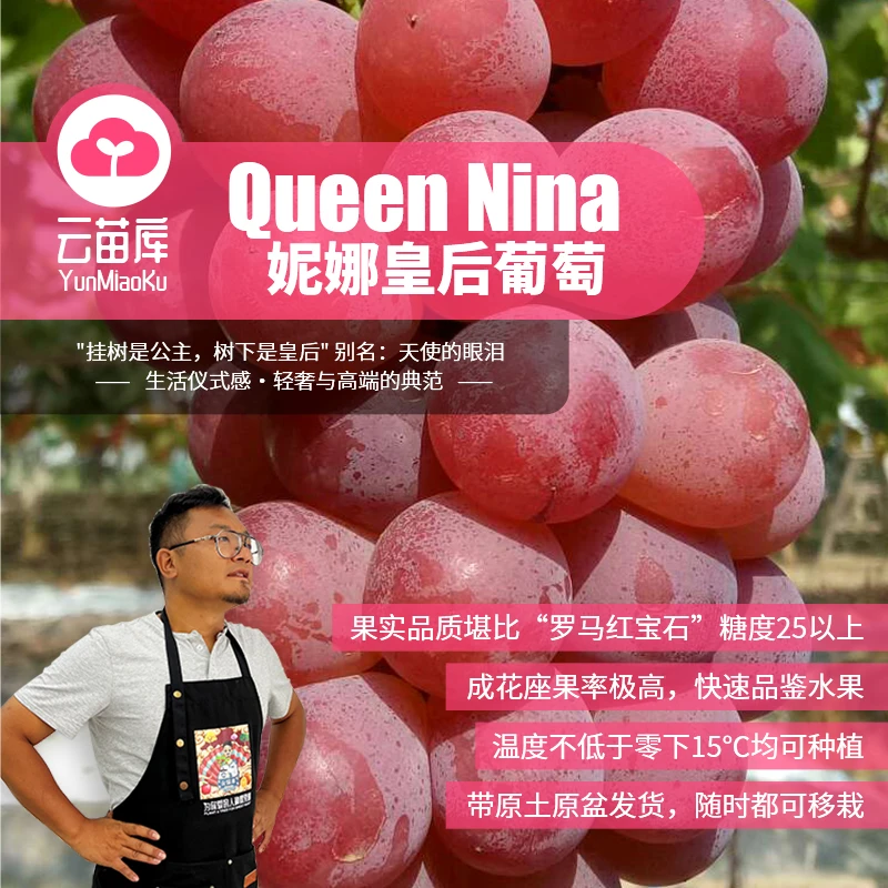 云苗库希哥推荐妮娜皇后葡萄树苗1加仑容器苗可地栽盆栽阳台庭院