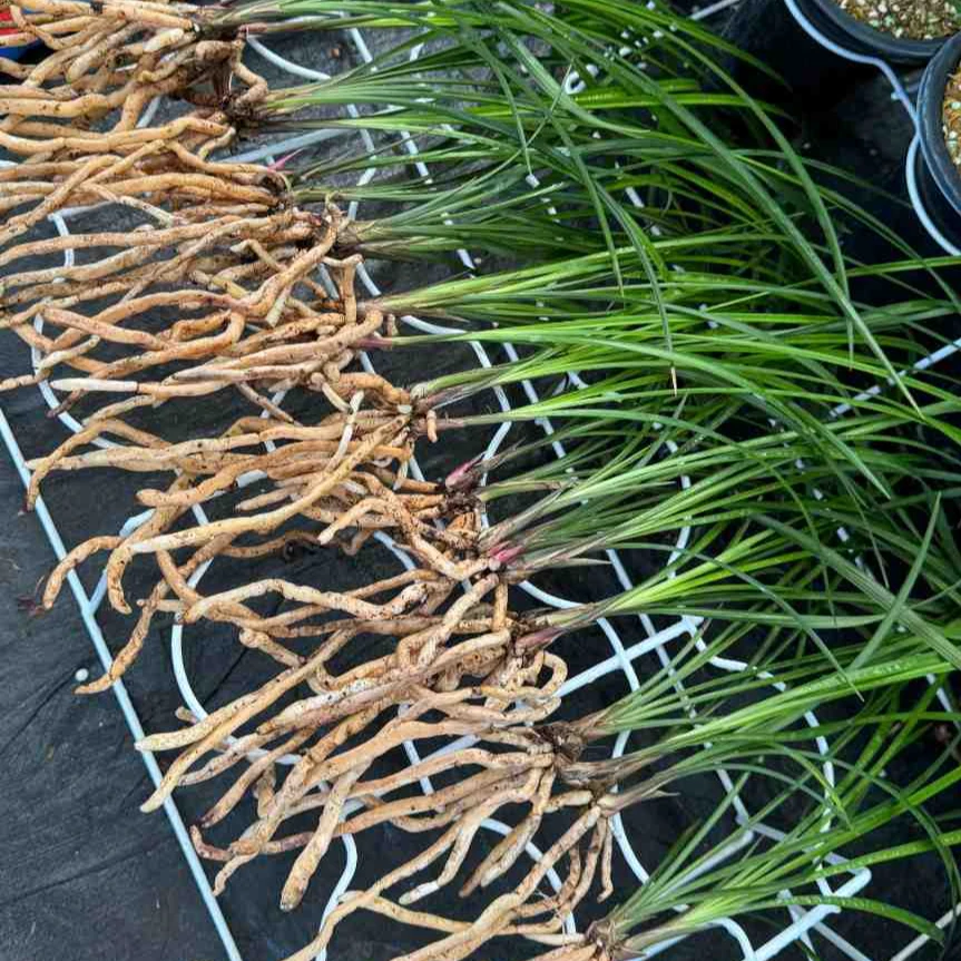 兰花一物一拍专用链接（请联系客服后下单）