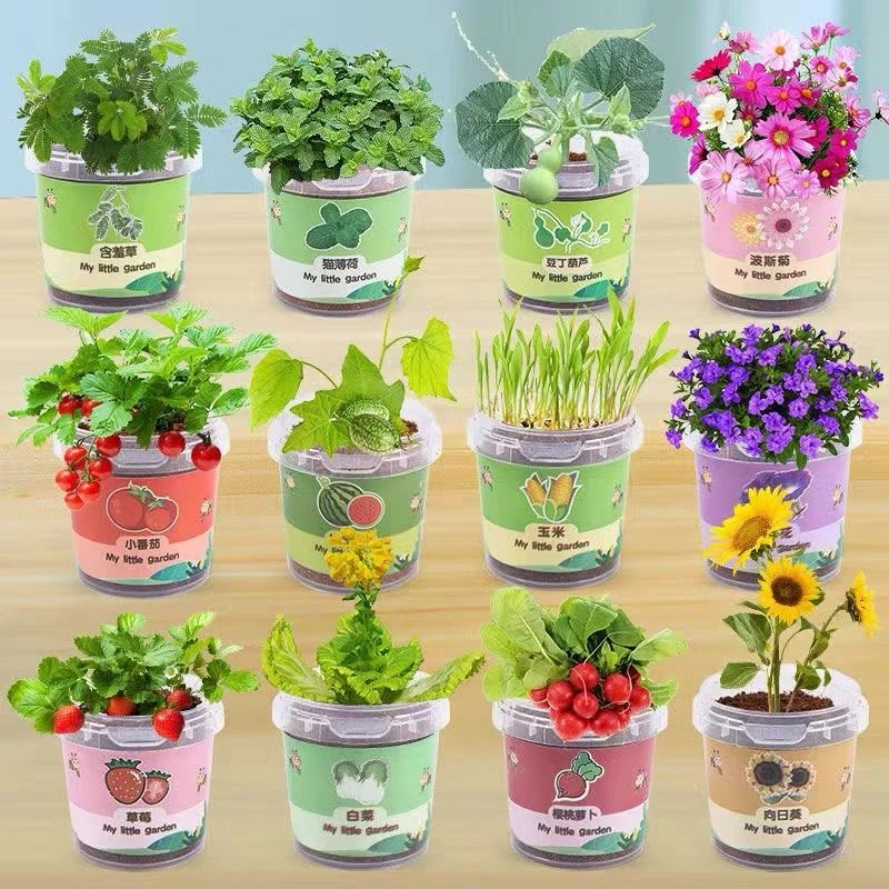 儿童种植盆栽幼儿园观察植物生长花农diy发芽迷你小学生自种创意