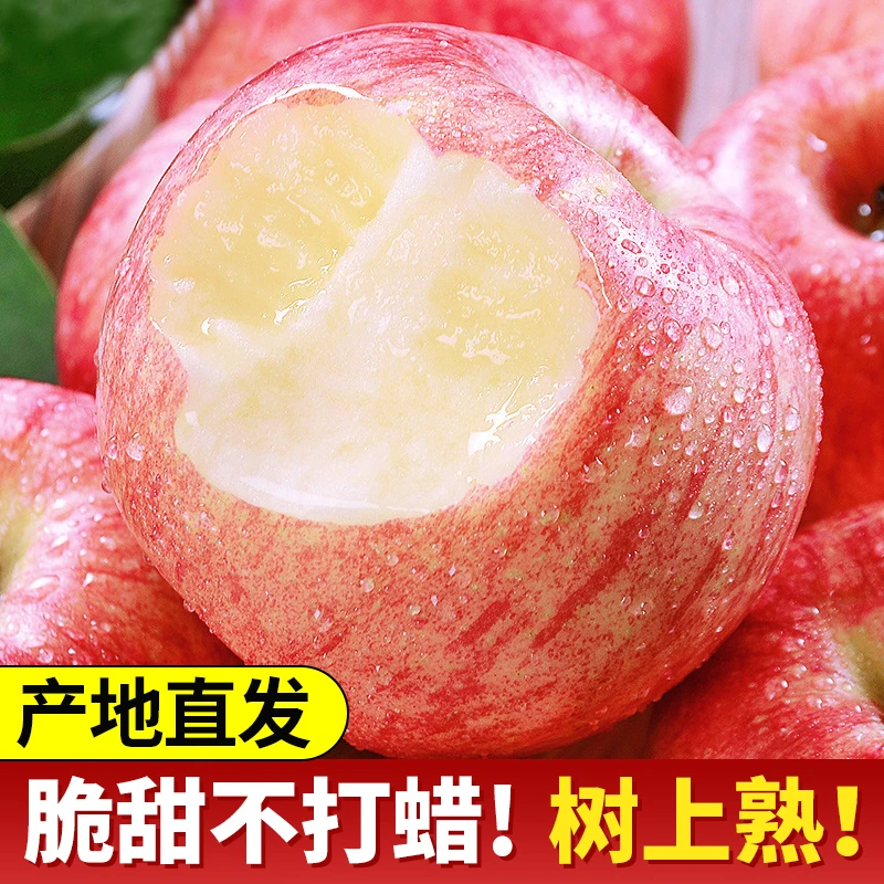 陕西洛川红富士苹果饱满果香松脆自然色泽新鲜多汁果园无需催熟