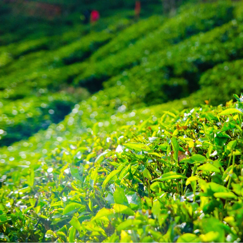 十福缘正宗品香福鼎白茶源头原产地老白茶茶饼散茶烟条临时链接