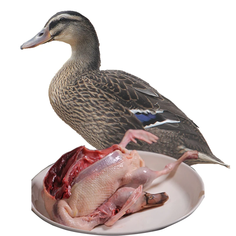 现杀 洪湖飞鸭 嫩 买一送一鸭子鸭子优质营养农家食用天然鸭肉