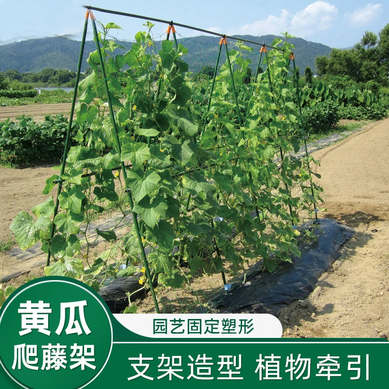 爬藤支架种菜黄瓜植物架子支撑杆阳台花架丝瓜撑杆花园网架攀爬架