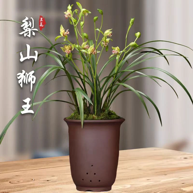 【梨山狮王】开花超级香浓香型建兰名品四季兰花室内好养花卉盆栽