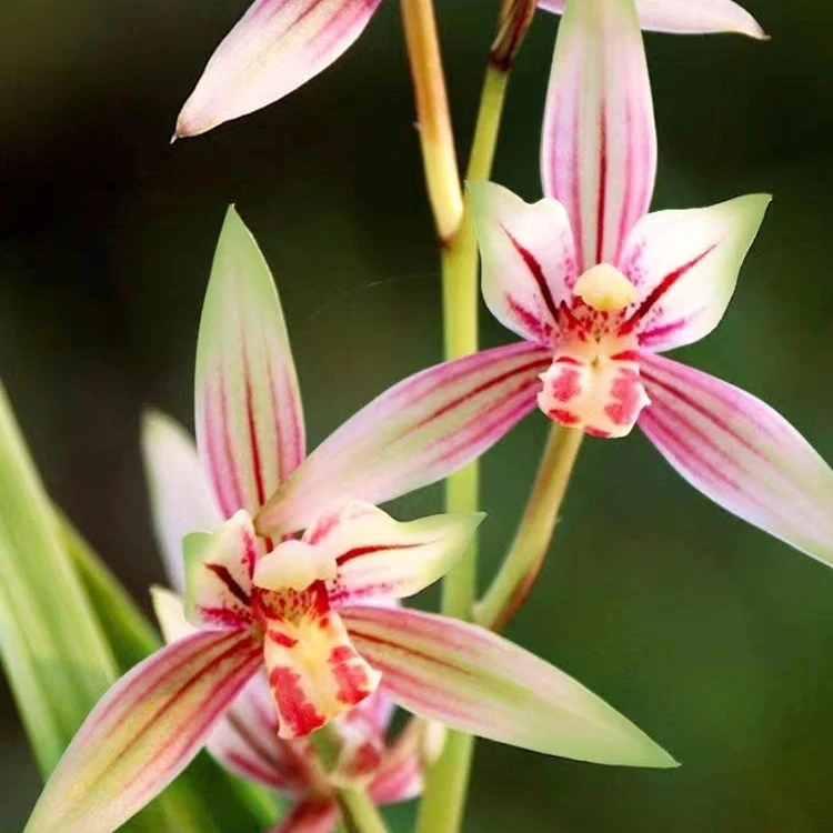 【七彩丹霞】带花苞浓香型建兰名品四季兰花室内好养花卉盆栽