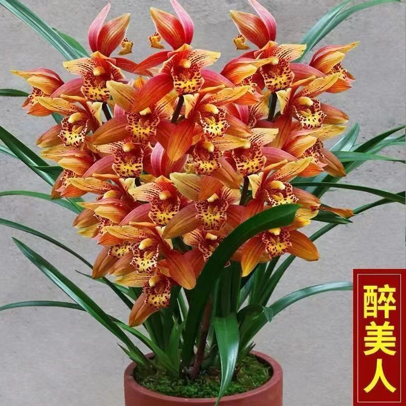 【醉美人】浓香型四季建兰开花室内室外好养花卉绿植盆栽兰花