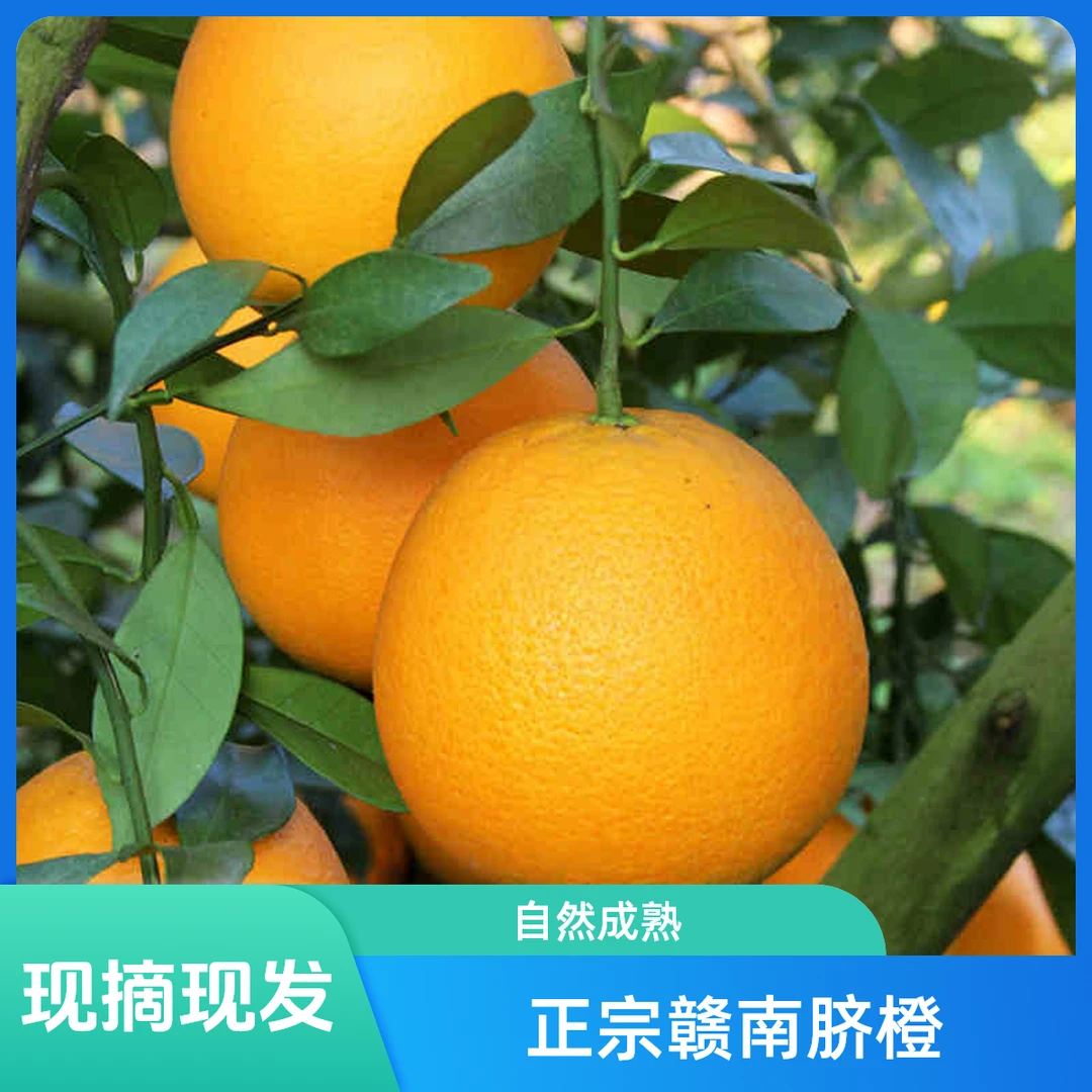 【与果同行】正宗赣南脐橙-产地现摘现发-自然成熟-坏果包赔