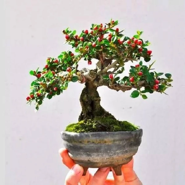 红花荀子 童子功素材 桌面阳台趣味盆景 一物一拍 切勿私自下单