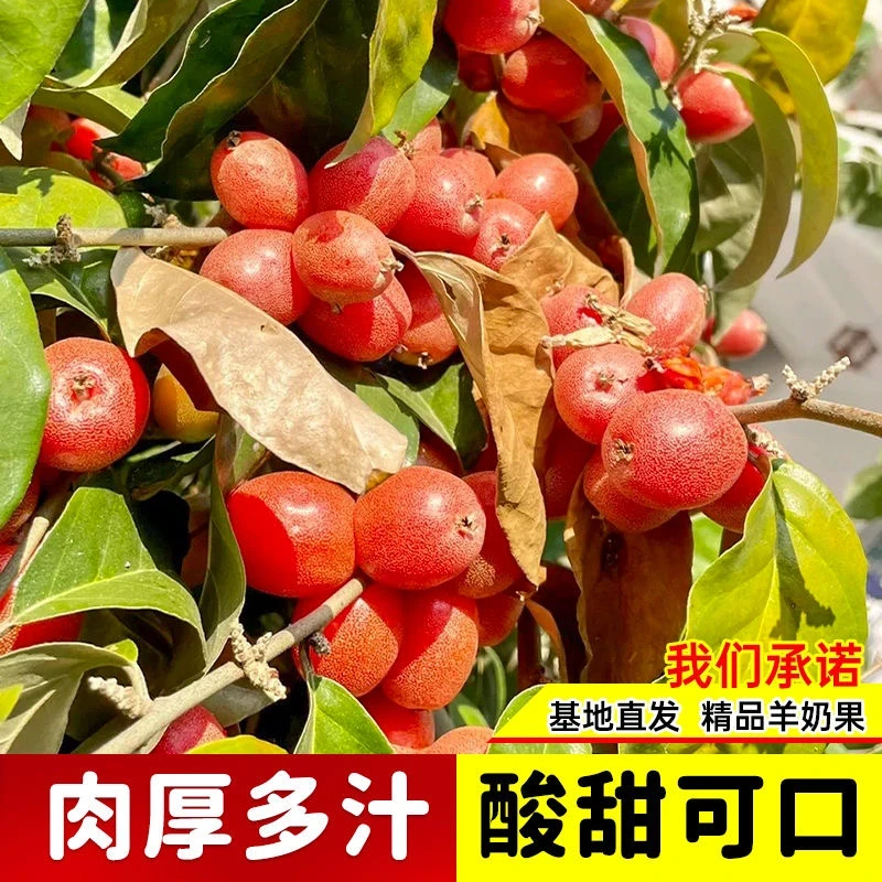 羊奶果树苗特大果形结果快甜甜二号胡颓子羊奶果苗盆地栽当年结果