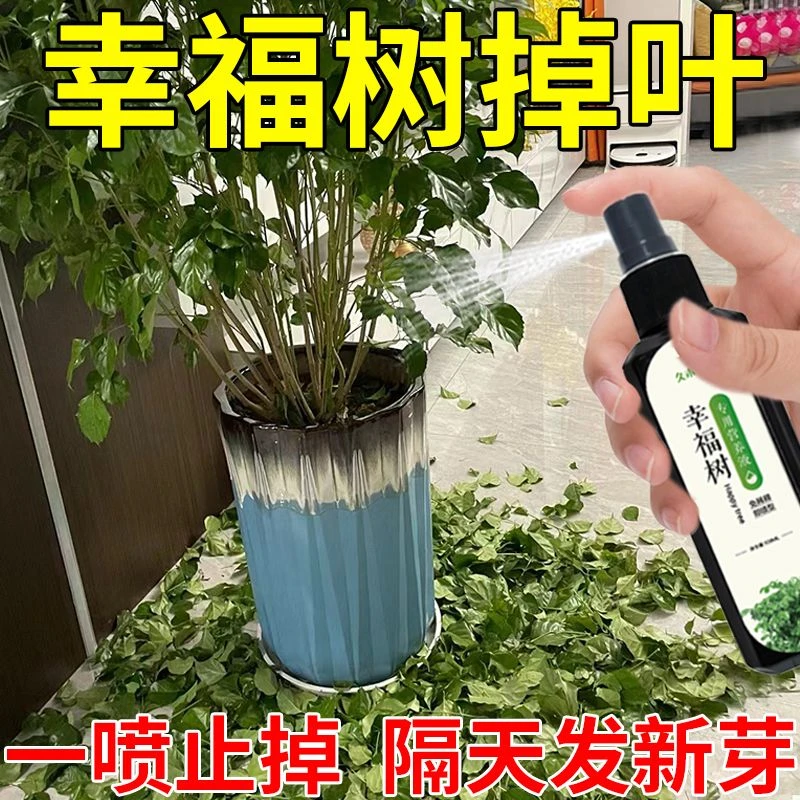 幸福树营养液专用肥复活掉叶黄叶枯萎一喷绿促发芽免稀释急救肥料